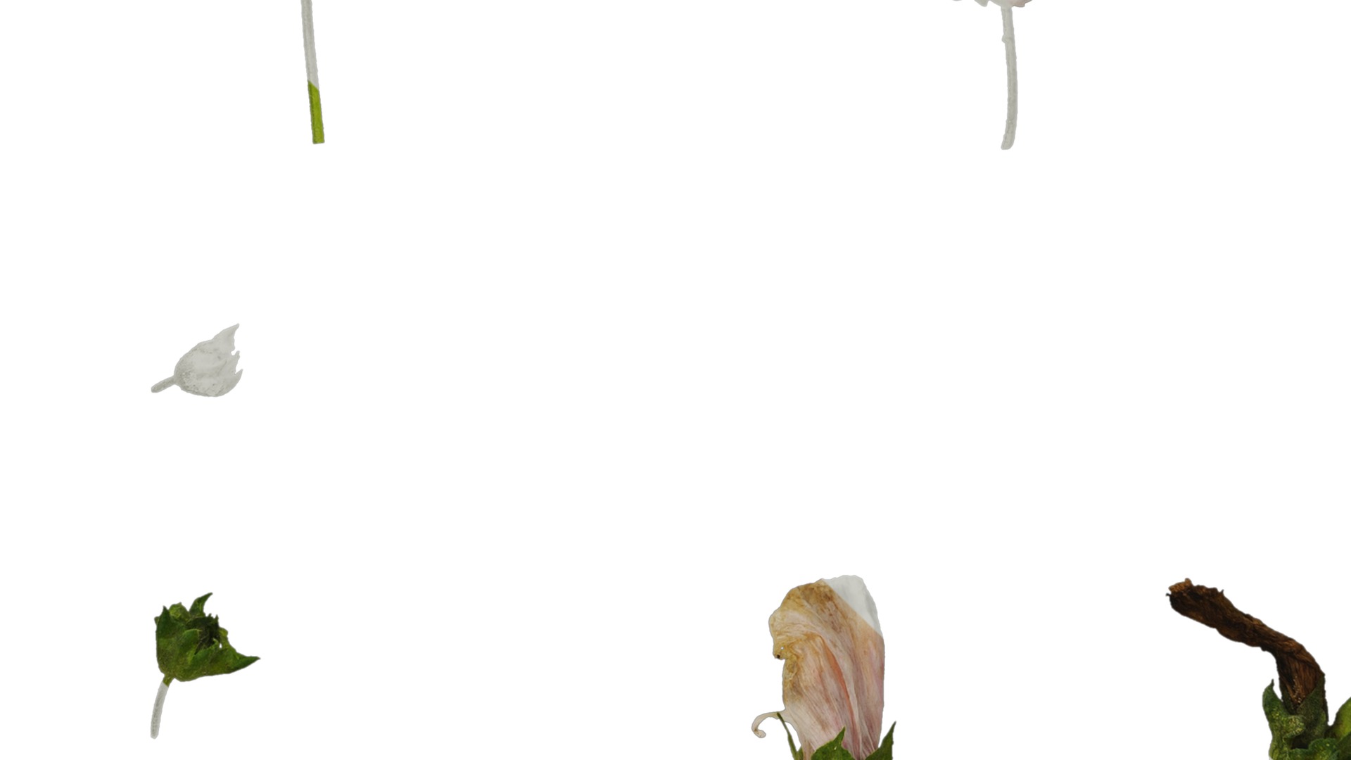 Anydrafts Lavatera trimestris Flower 05 Texture_5