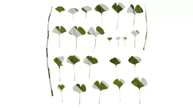 Anydrafts Ginkgo biloba Leaf 17 Texture