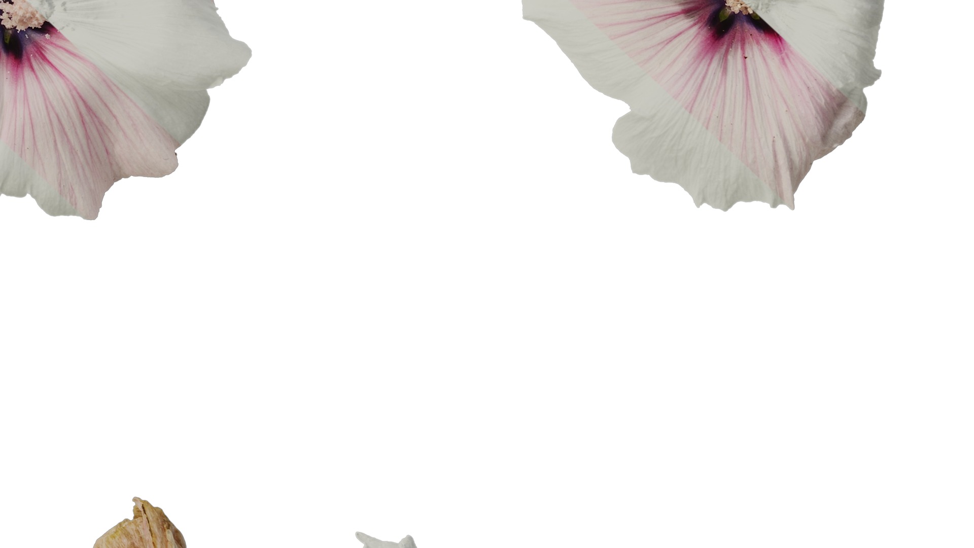 Anydrafts Lavatera trimestris Flower 06 Texture_6