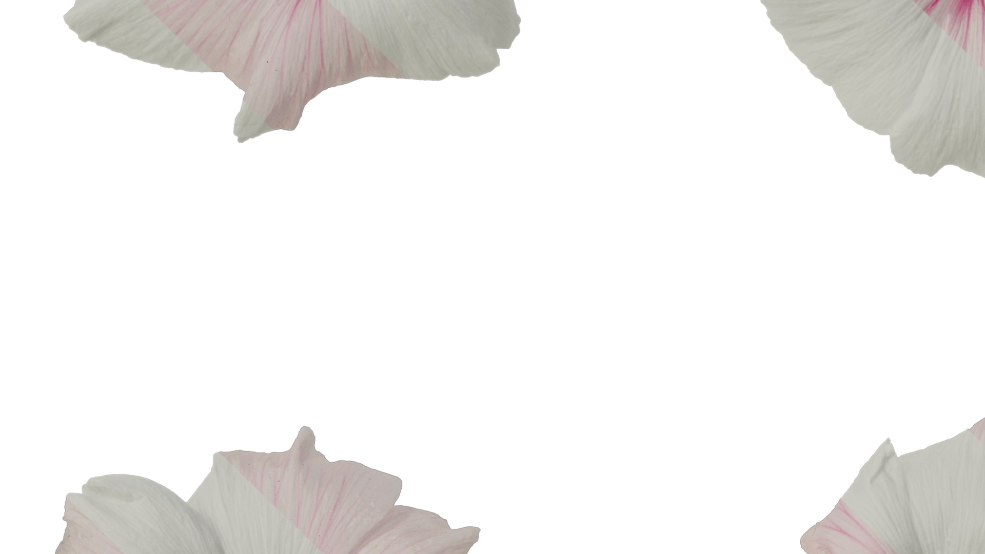 Anydrafts Lavatera trimestris Flower 06 Texture_3