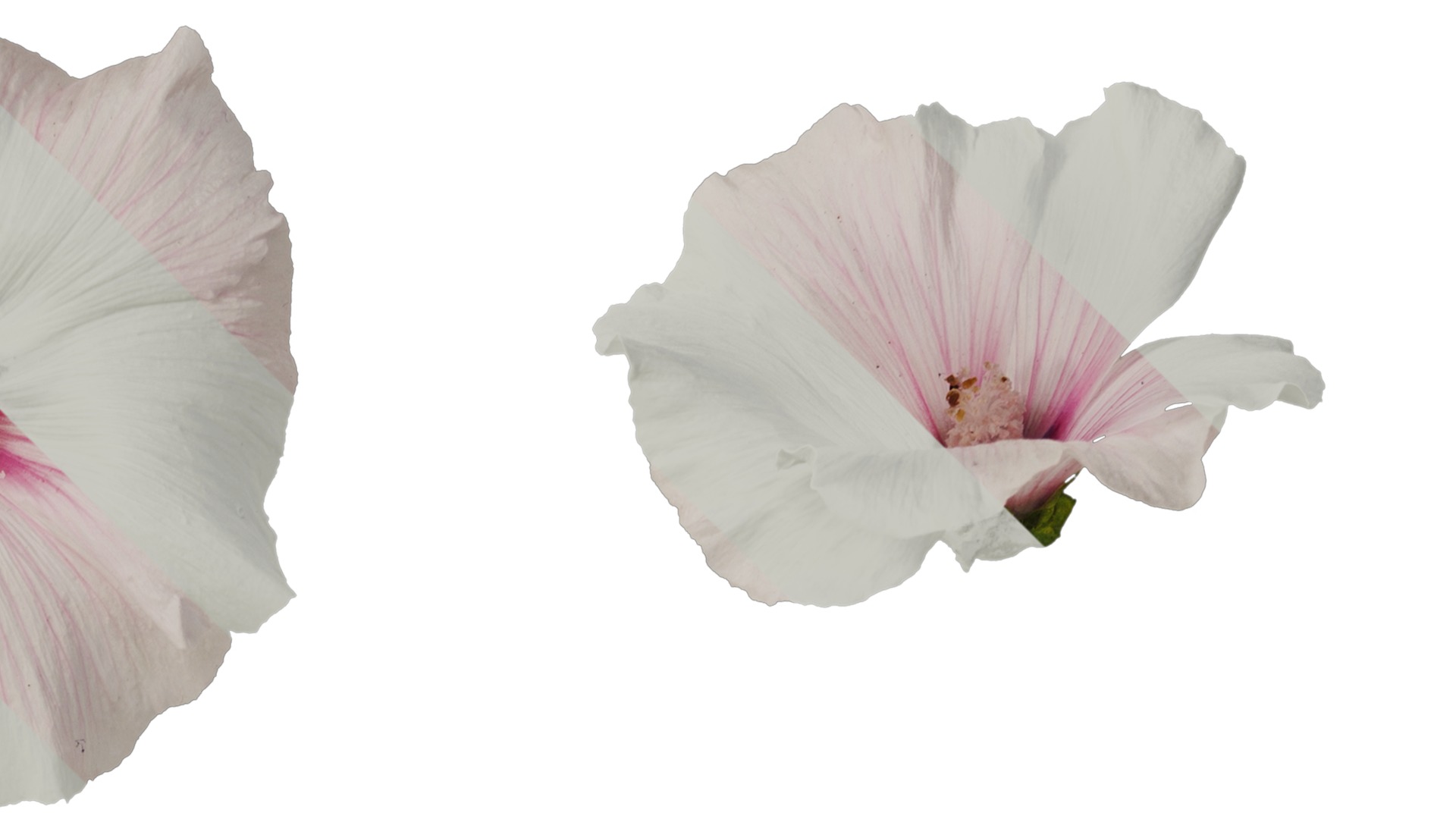 Anydrafts Lavatera trimestris Flower 06 Texture_2