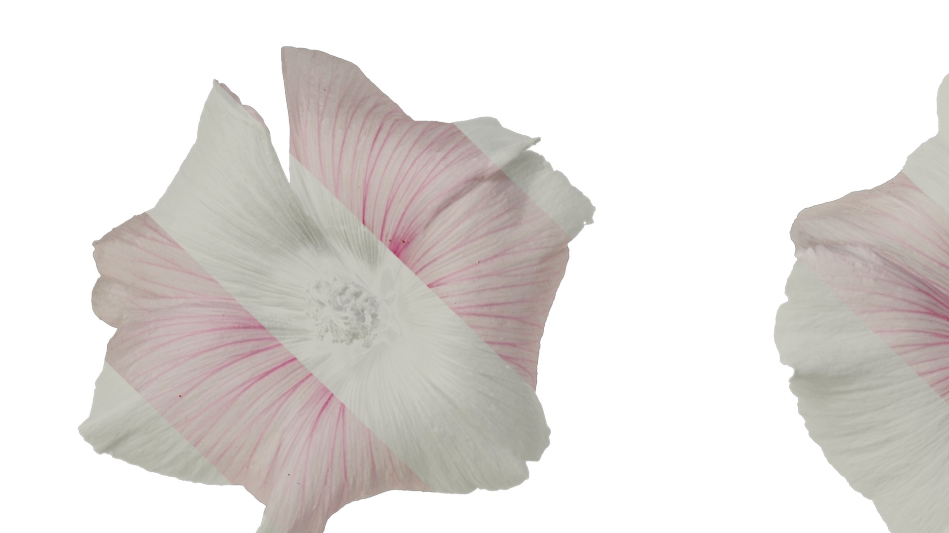 Anydrafts Lavatera trimestris Flower 06 Texture_1