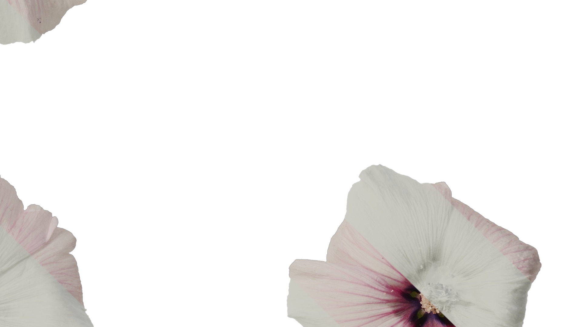 Anydrafts Lavatera trimestris Flower 06 Texture_4