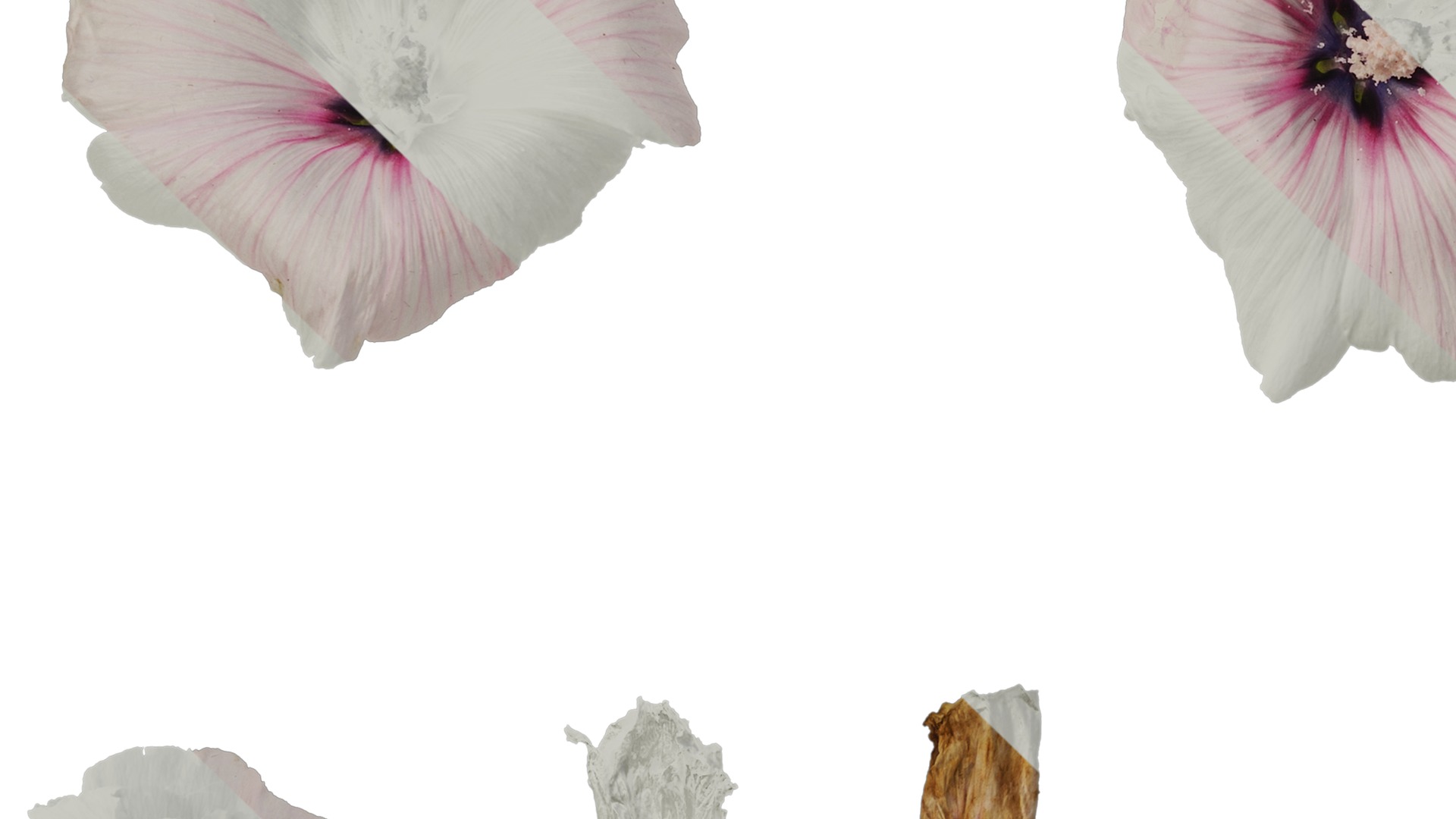 Anydrafts Lavatera trimestris Flower 06 Texture_5