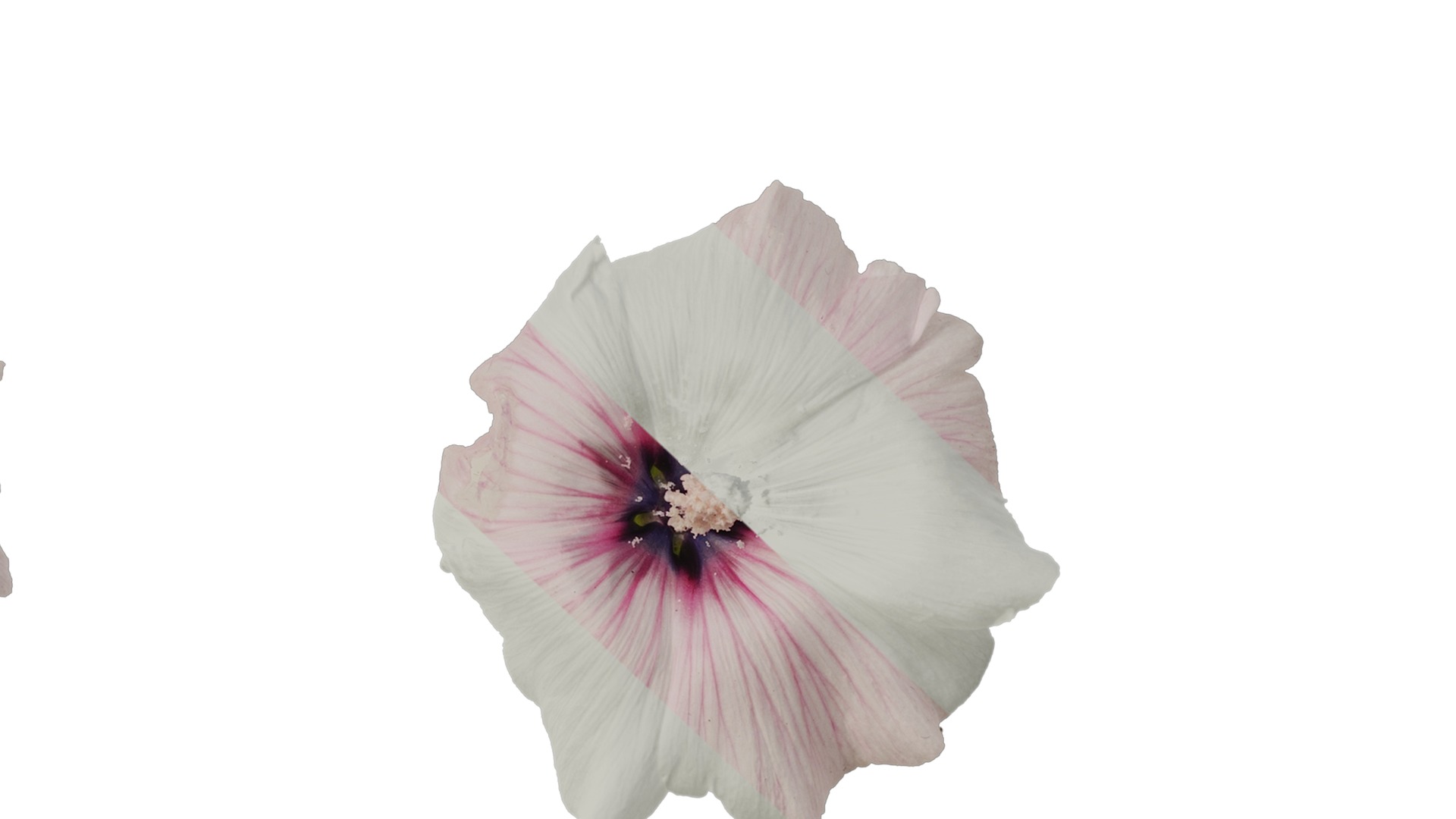 Anydrafts Lavatera trimestris Flower 06 Texture_7