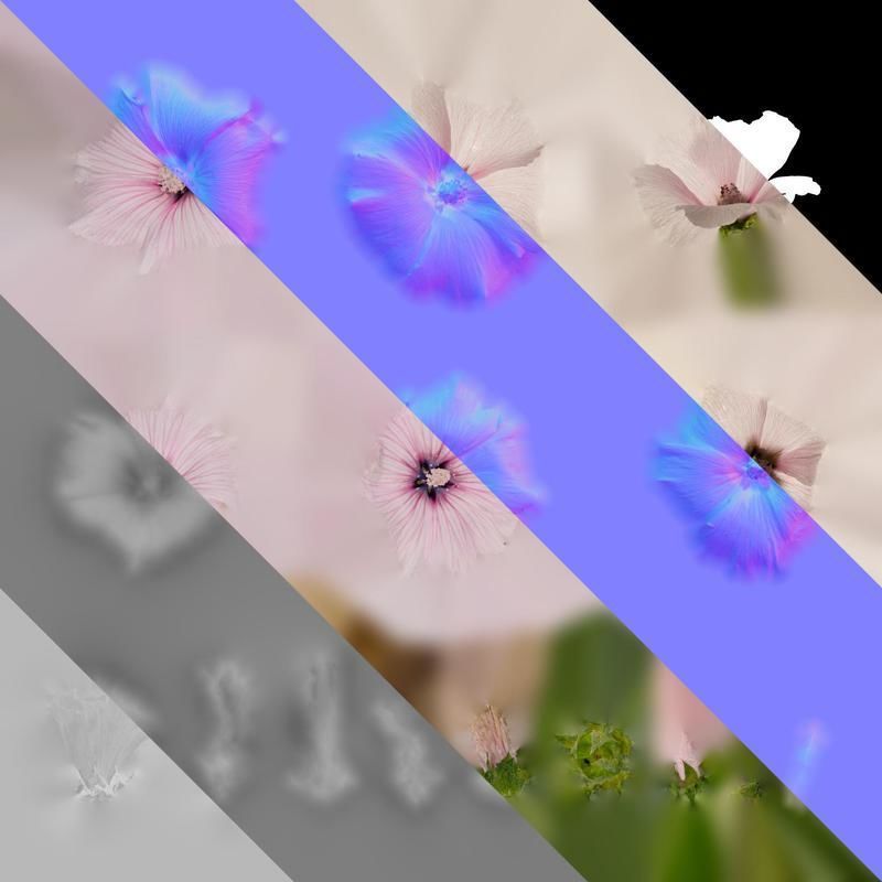 Anydrafts Lavatera trimestris Flower 06 Texture_8