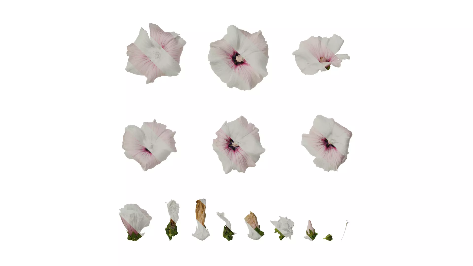 Anydrafts Lavatera trimestris Flower 06 Texture_0