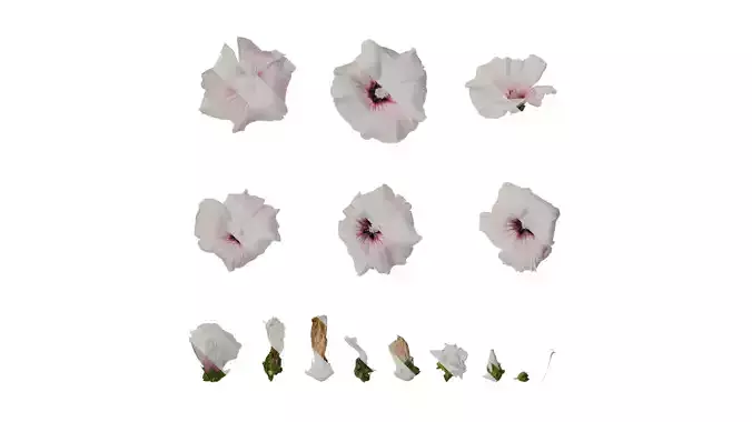 Anydrafts Lavatera trimestris Flower 06 Texture