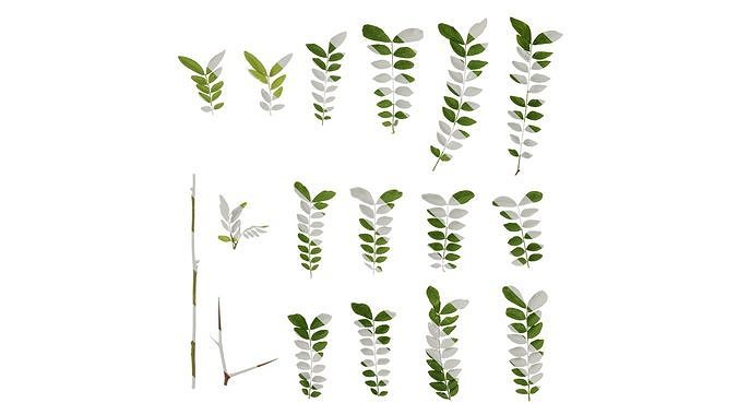 Anydrafts Gleditsia sinensis Atlas 05 Texture