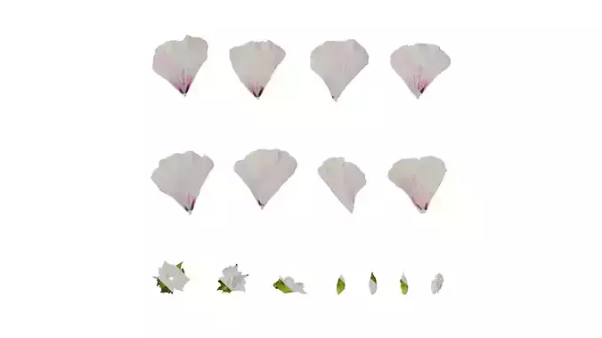 Anydrafts Lavatera trimestris Flower 07 Texture