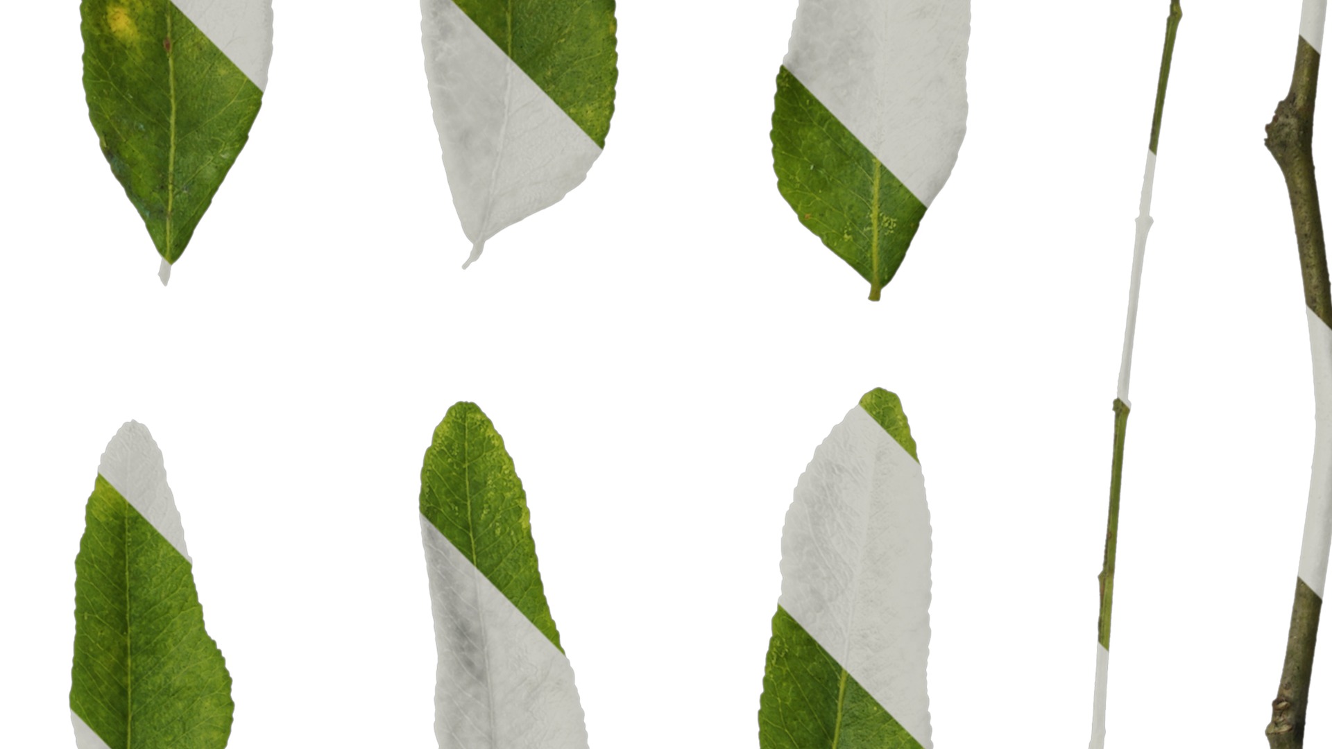 Anydrafts Gleditsia sinensis Atlas 07 Texture_2