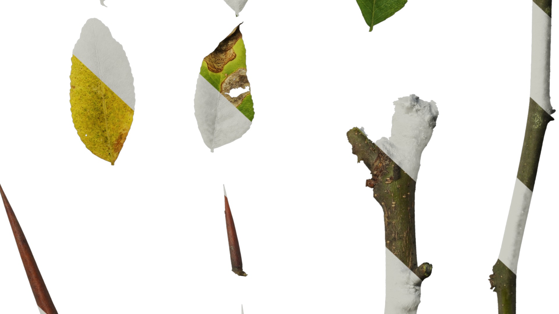 Anydrafts Gleditsia sinensis Atlas 07 Texture_6