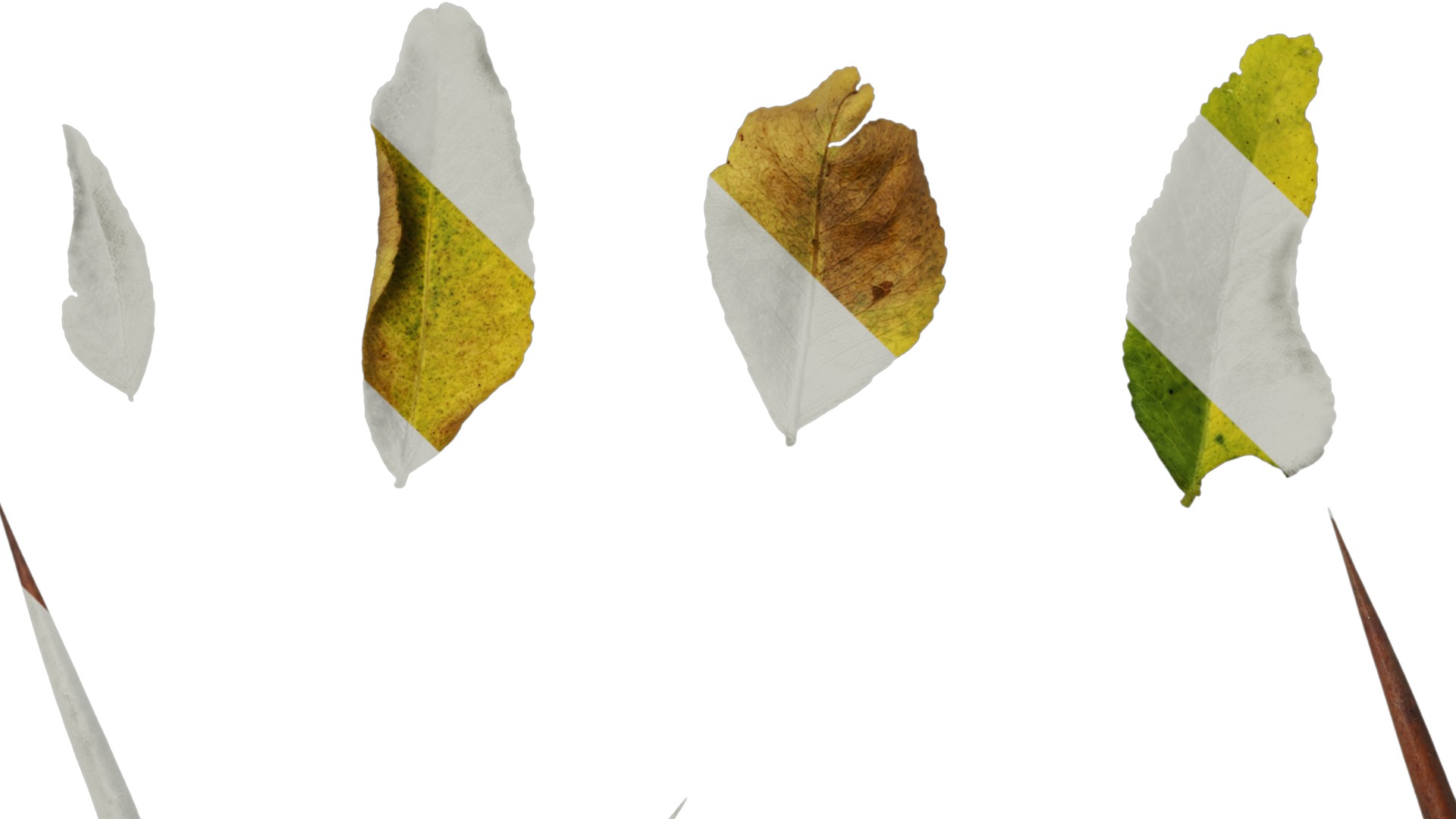 Anydrafts Gleditsia sinensis Atlas 07 Texture_5