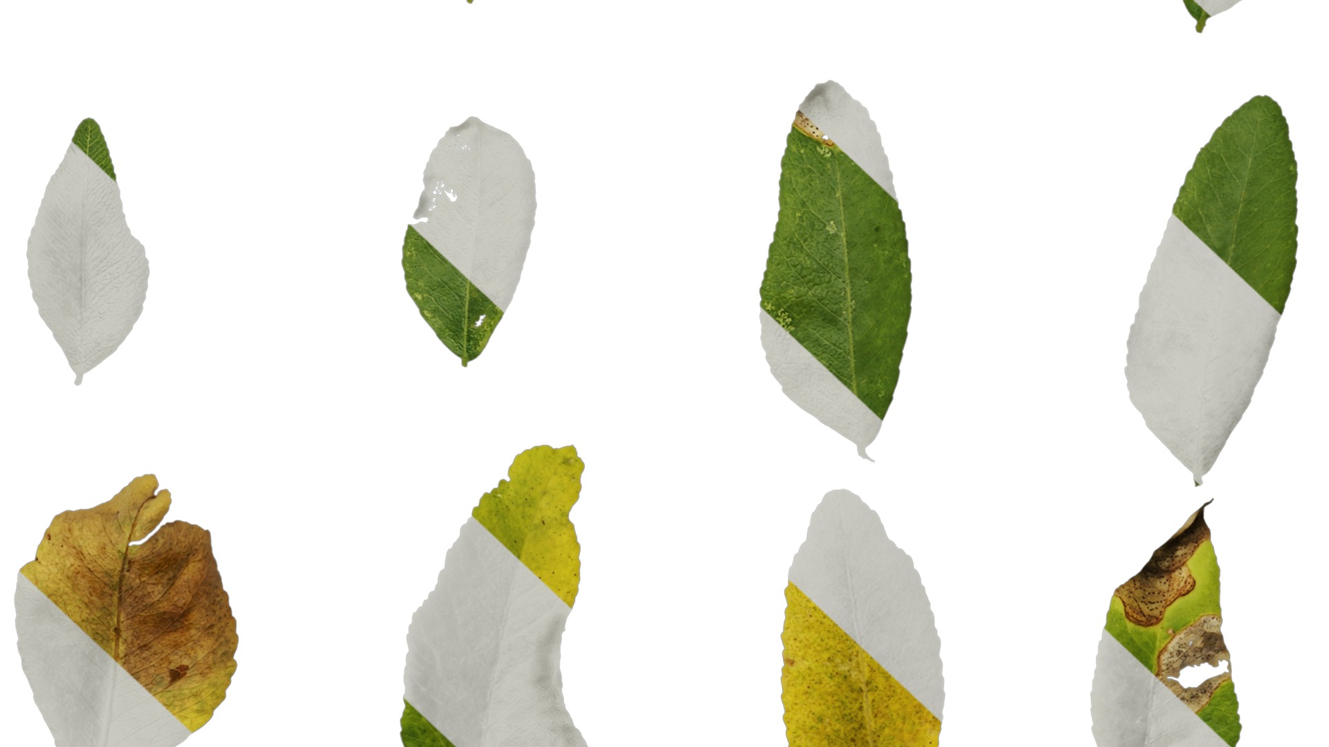 Anydrafts Gleditsia sinensis Atlas 07 Texture_7