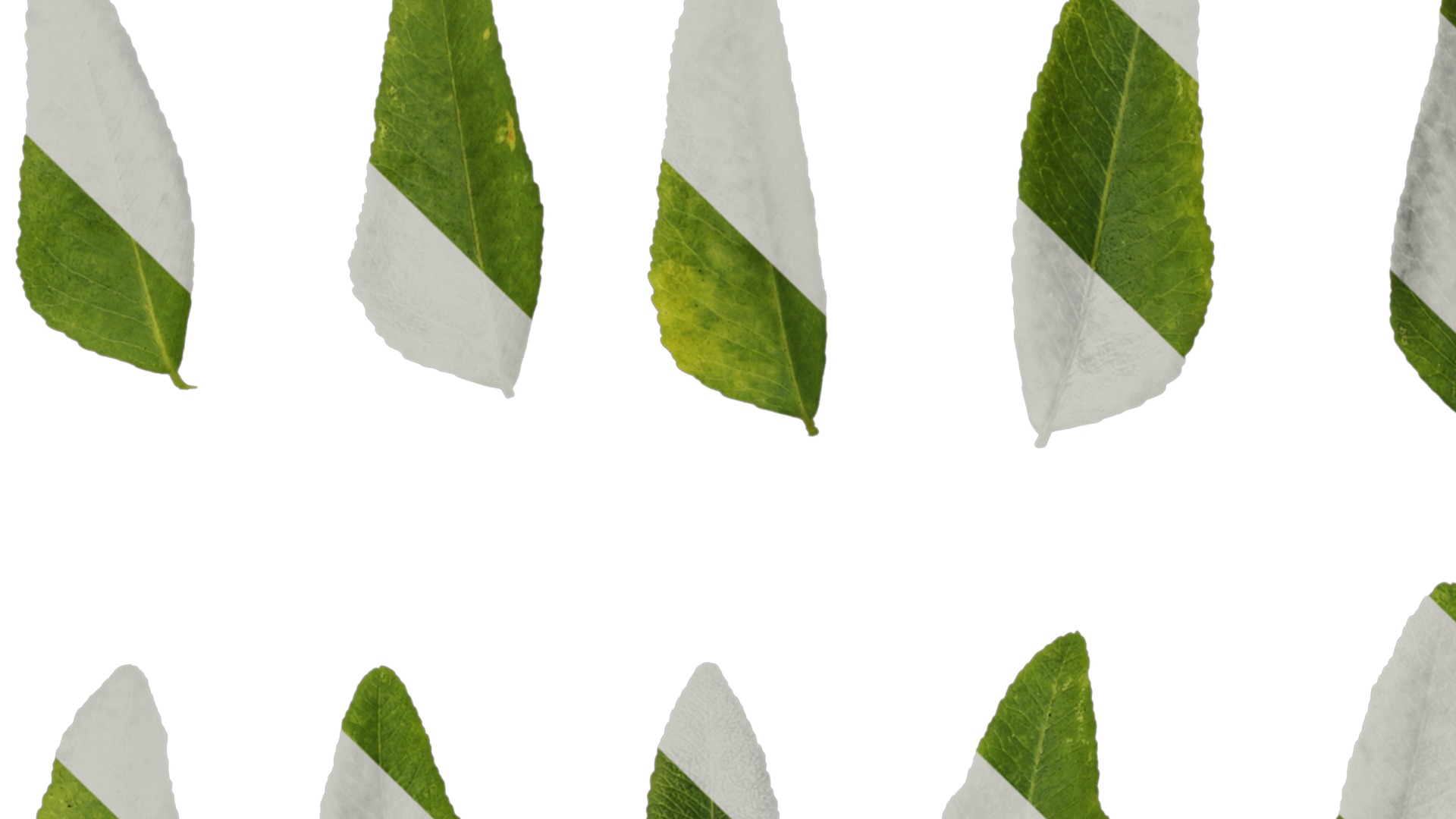 Anydrafts Gleditsia sinensis Atlas 07 Texture_1