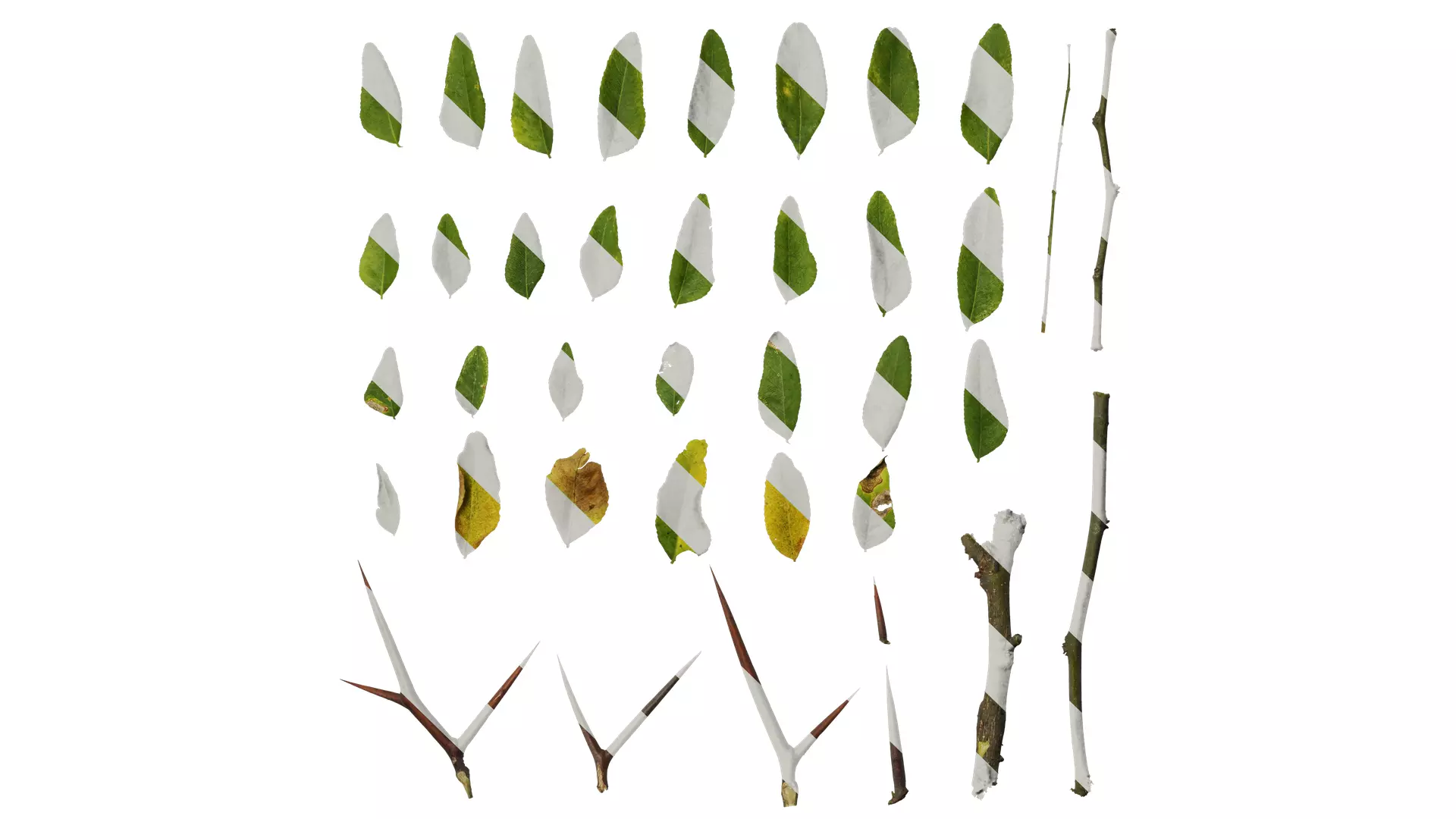 Anydrafts Gleditsia sinensis Atlas 07 Texture_0