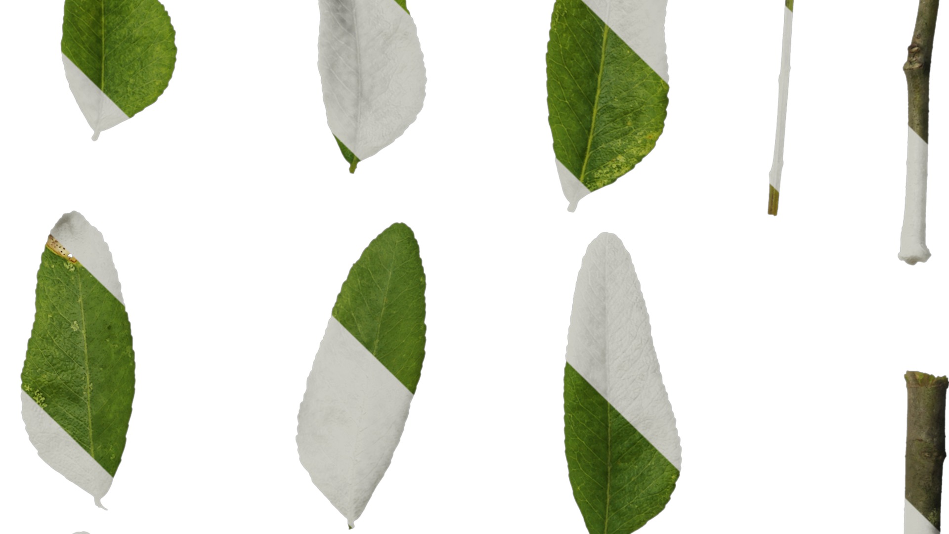 Anydrafts Gleditsia sinensis Atlas 07 Texture_4