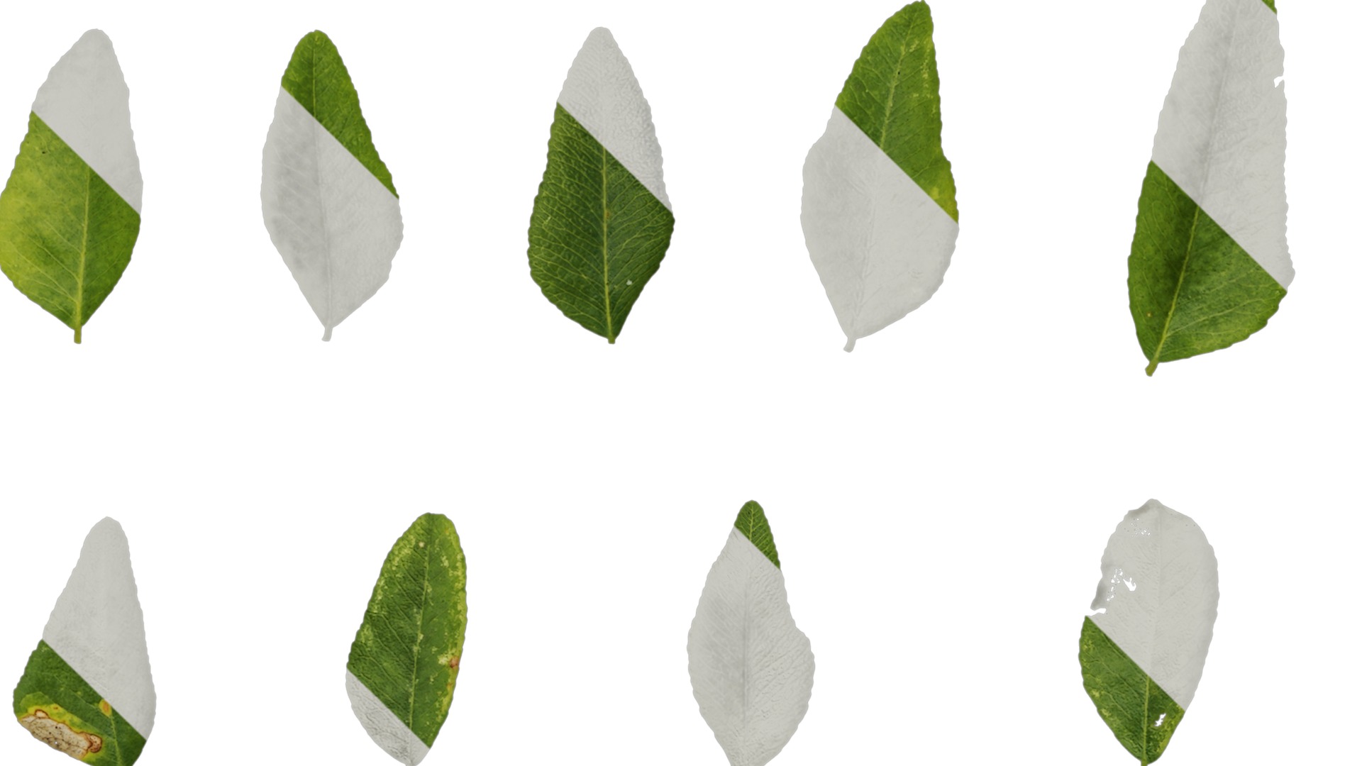 Anydrafts Gleditsia sinensis Atlas 07 Texture_3