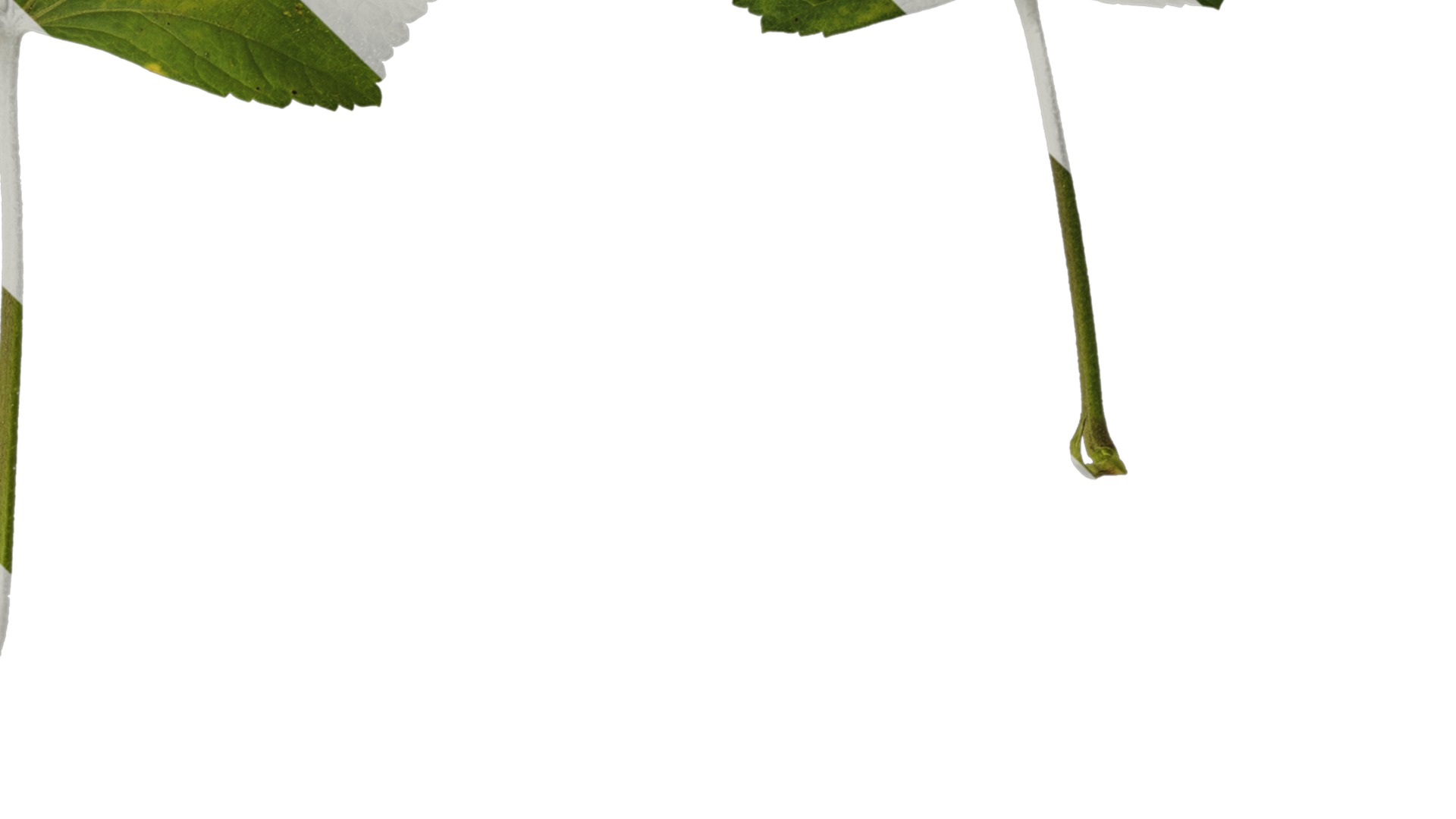 Anydrafts Lavatera trimestris Leaf 01 Texture_4