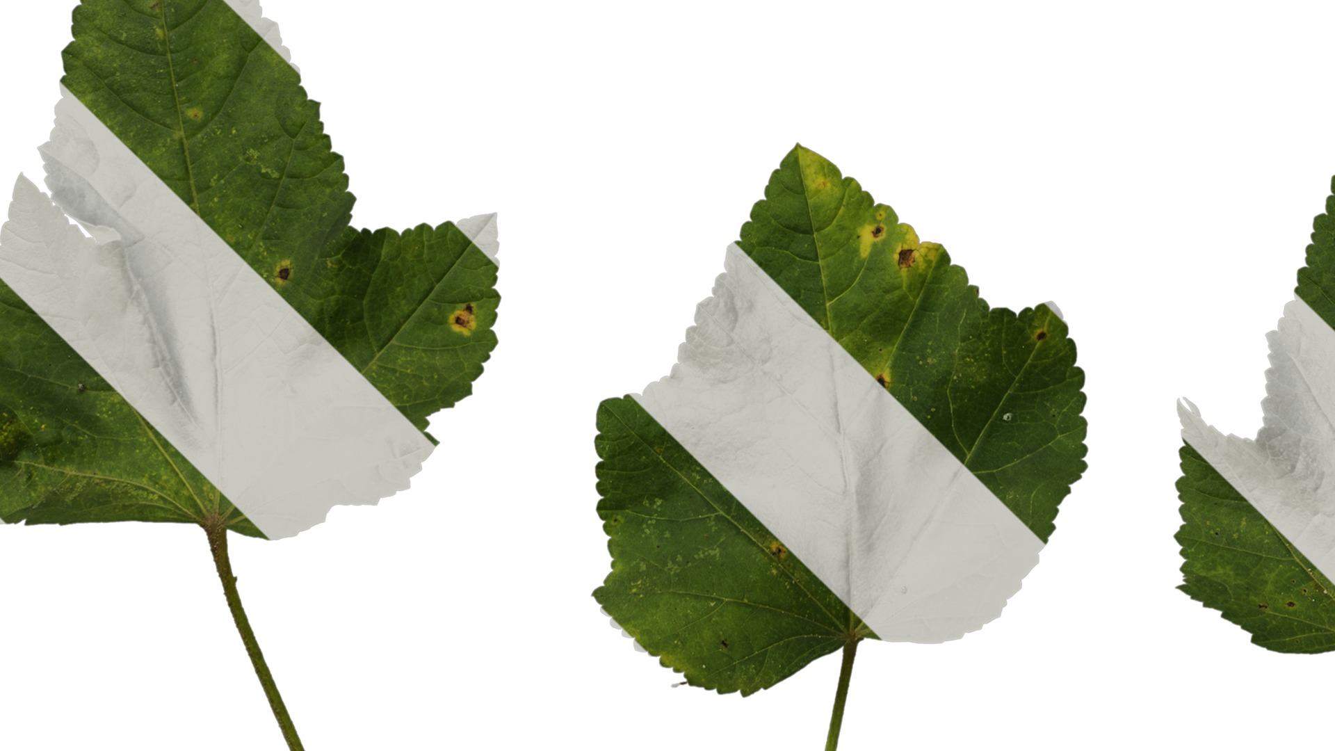 Anydrafts Lavatera trimestris Leaf 01 Texture_5