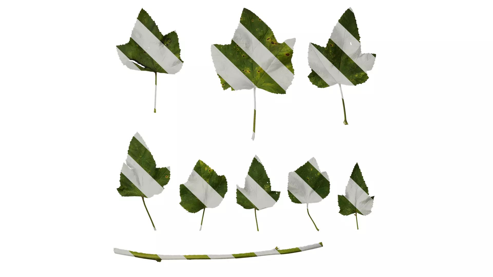 Anydrafts Lavatera trimestris Leaf 01 Texture_0