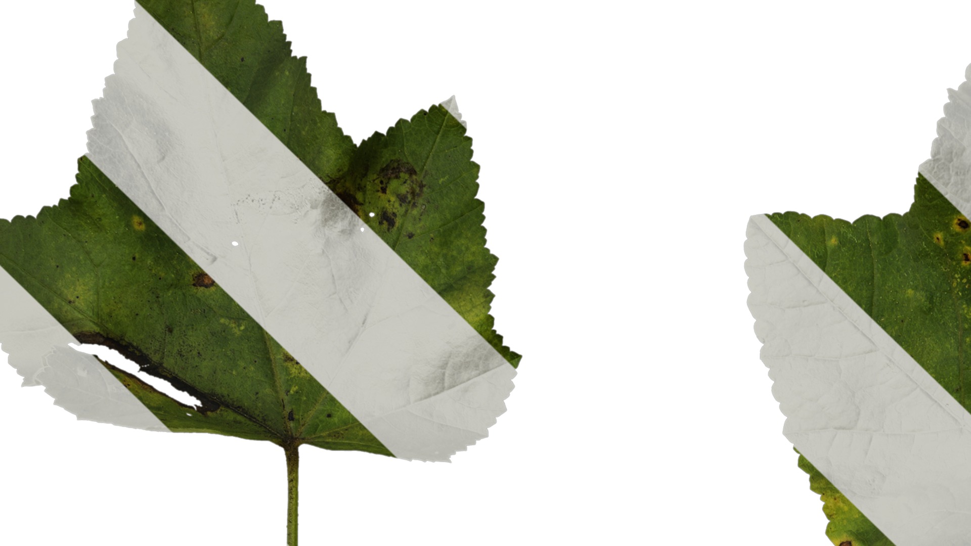 Anydrafts Lavatera trimestris Leaf 01 Texture_1