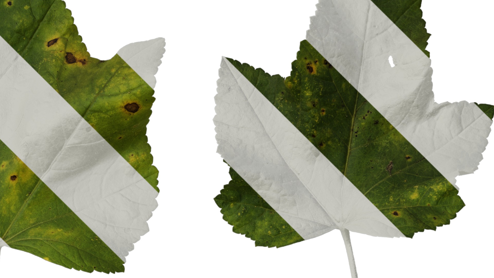 Anydrafts Lavatera trimestris Leaf 01 Texture_2