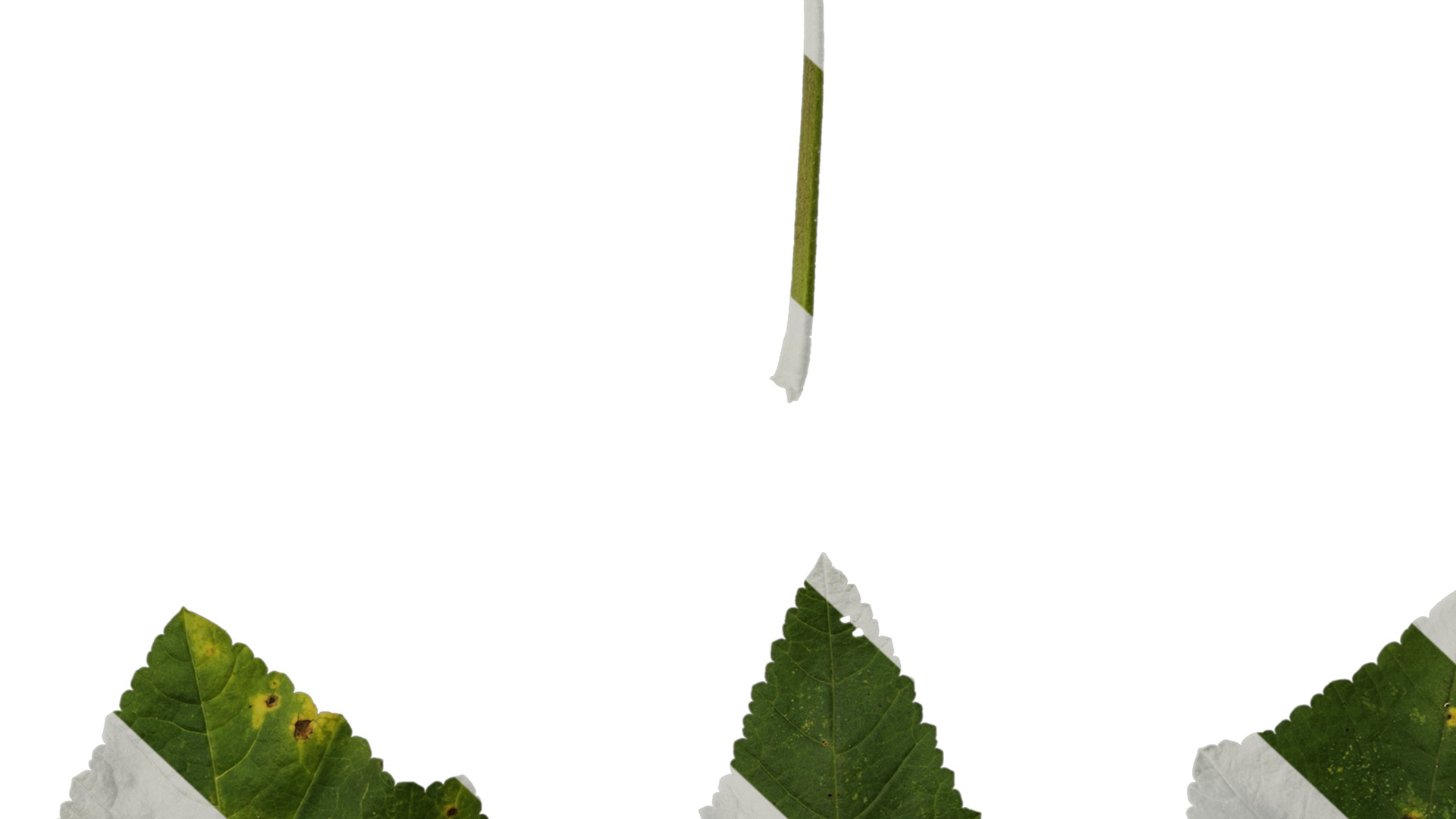 Anydrafts Lavatera trimestris Leaf 01 Texture_7