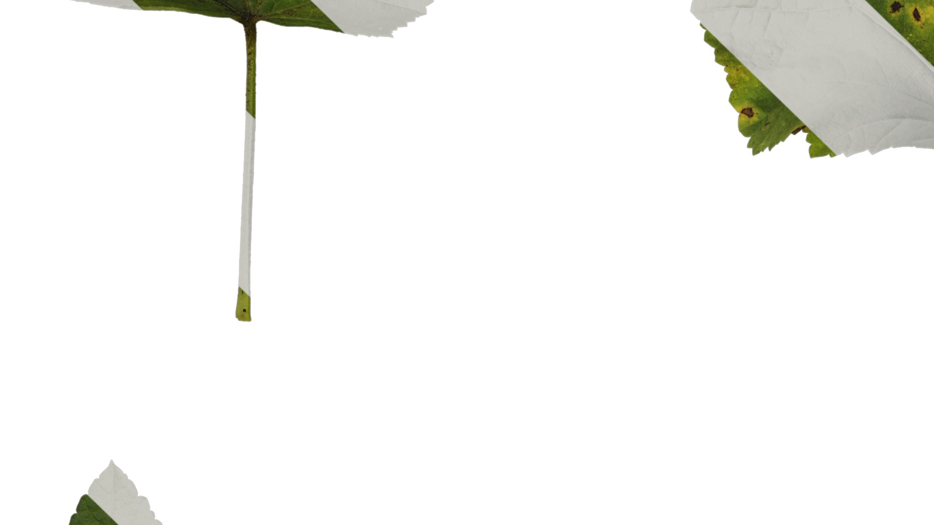 Anydrafts Lavatera trimestris Leaf 01 Texture_3