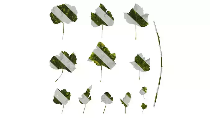 Anydrafts Lavatera trimestris Leaf 02 Texture