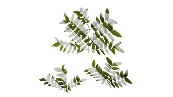 Anydrafts Gleditsia sinensis Atlas 08