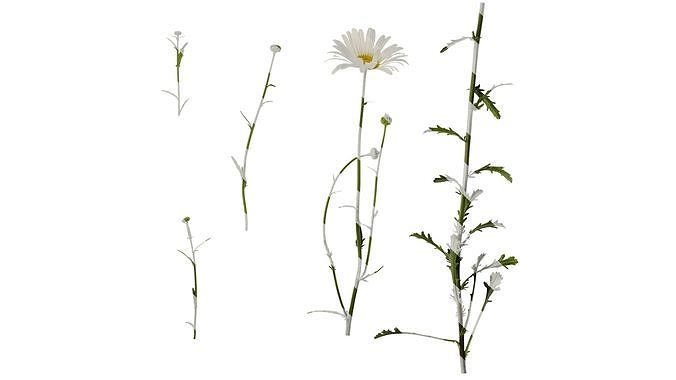 Anydrafts Leucanthemum maximum Atlas 01 Texture