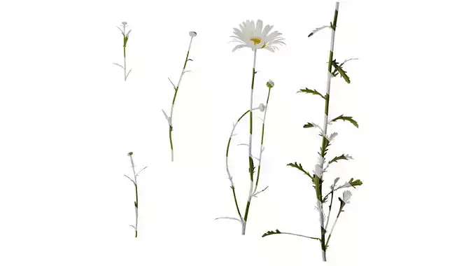 Anydrafts Leucanthemum maximum Atlas 01