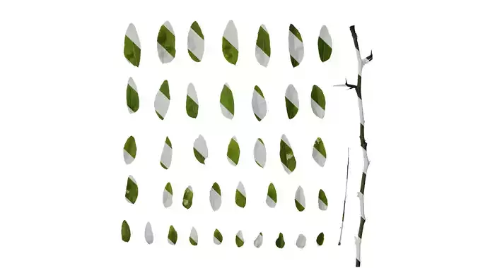 Anydrafts Gleditsia sinensis Leaf 02