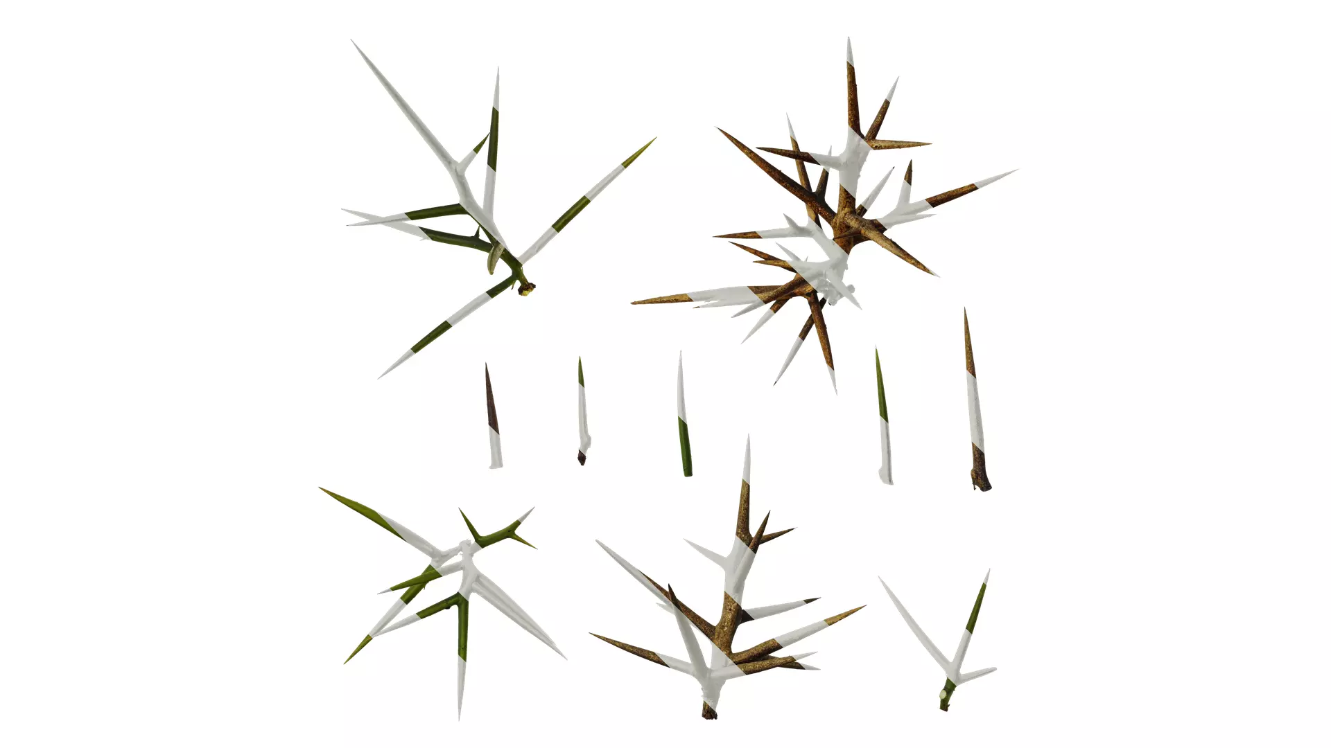 Anydrafts Gleditsia sinensis Thorn 01 Texture