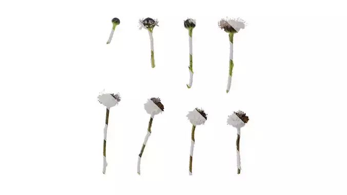 Anydrafts Globularia salicina Atlas 01