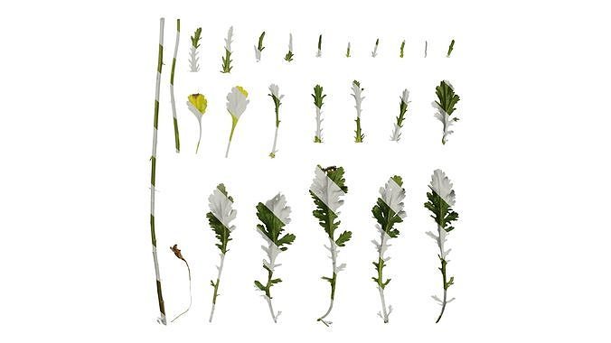 Anydrafts Leucanthemum maximum Leaf 01 Texture