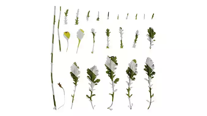 Anydrafts Leucanthemum maximum Leaf 01