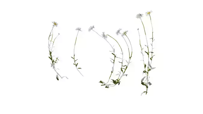 Anydrafts Leucanthemum paludosum Atlas 01