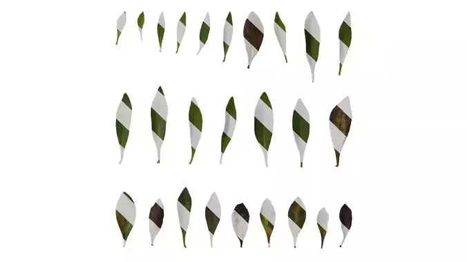 Anydrafts Globularia salicina Leaf 01