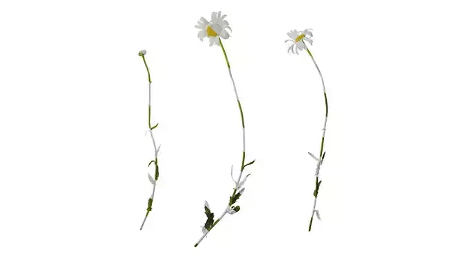 Anydrafts Leucanthemum paludosum Atlas 02