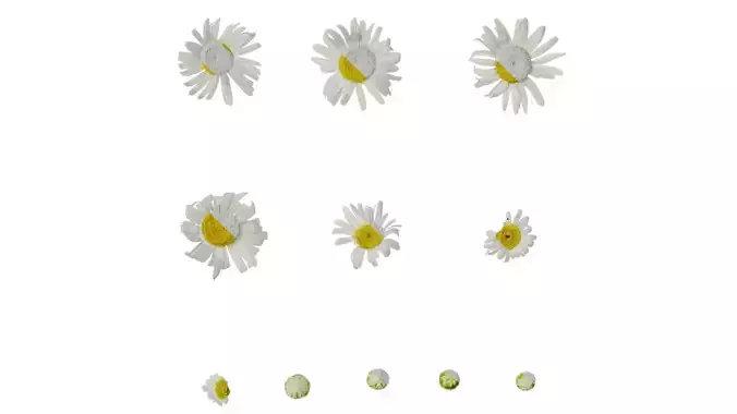 Anydrafts Leucanthemum paludosum Flower 01