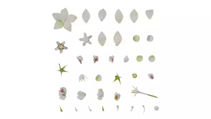 Anydrafts Gomphocarpus physocarpus Flower 01