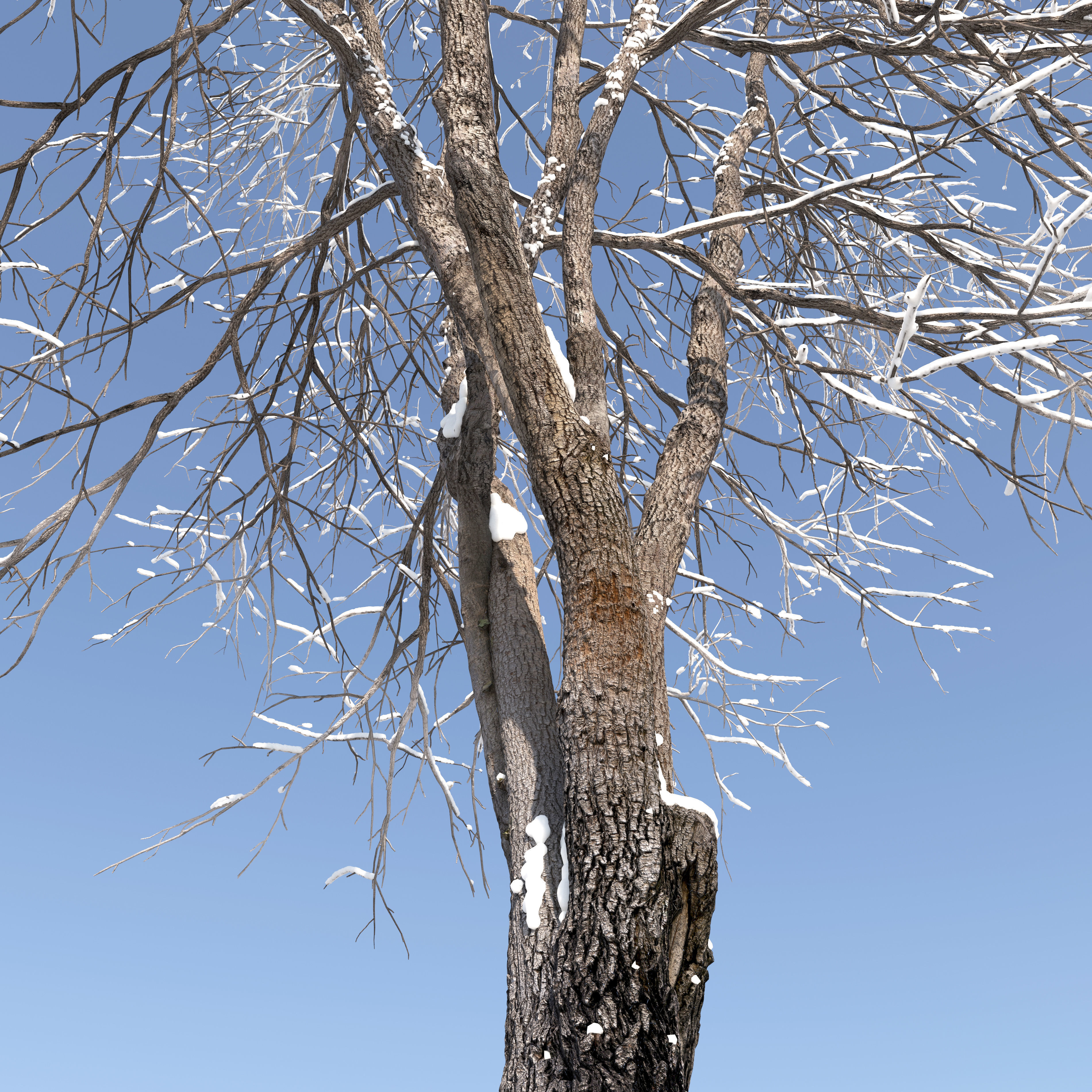 Winter Fraxinus mandshurica 3D model_2