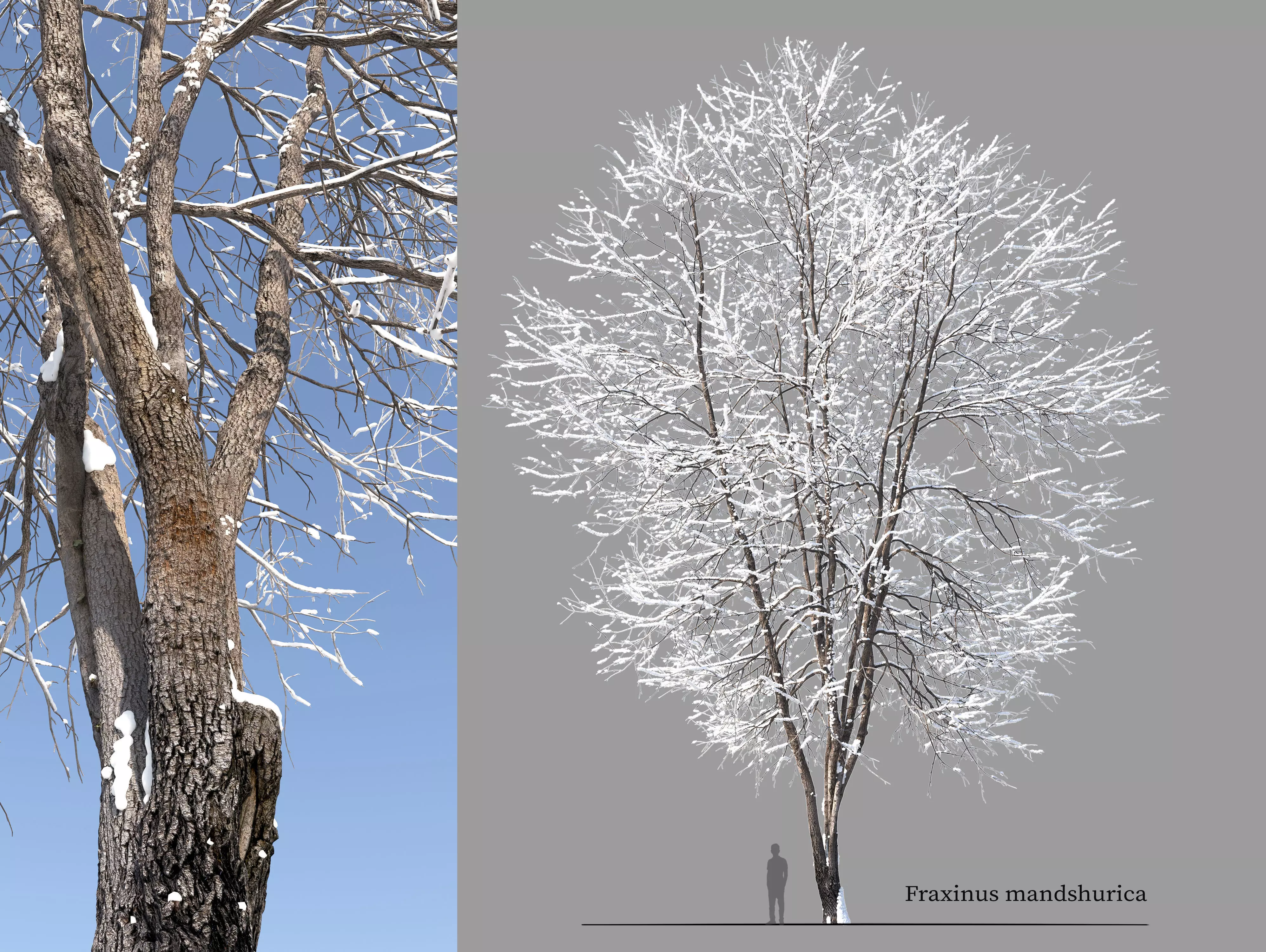 Winter Fraxinus mandshurica 3D model_0