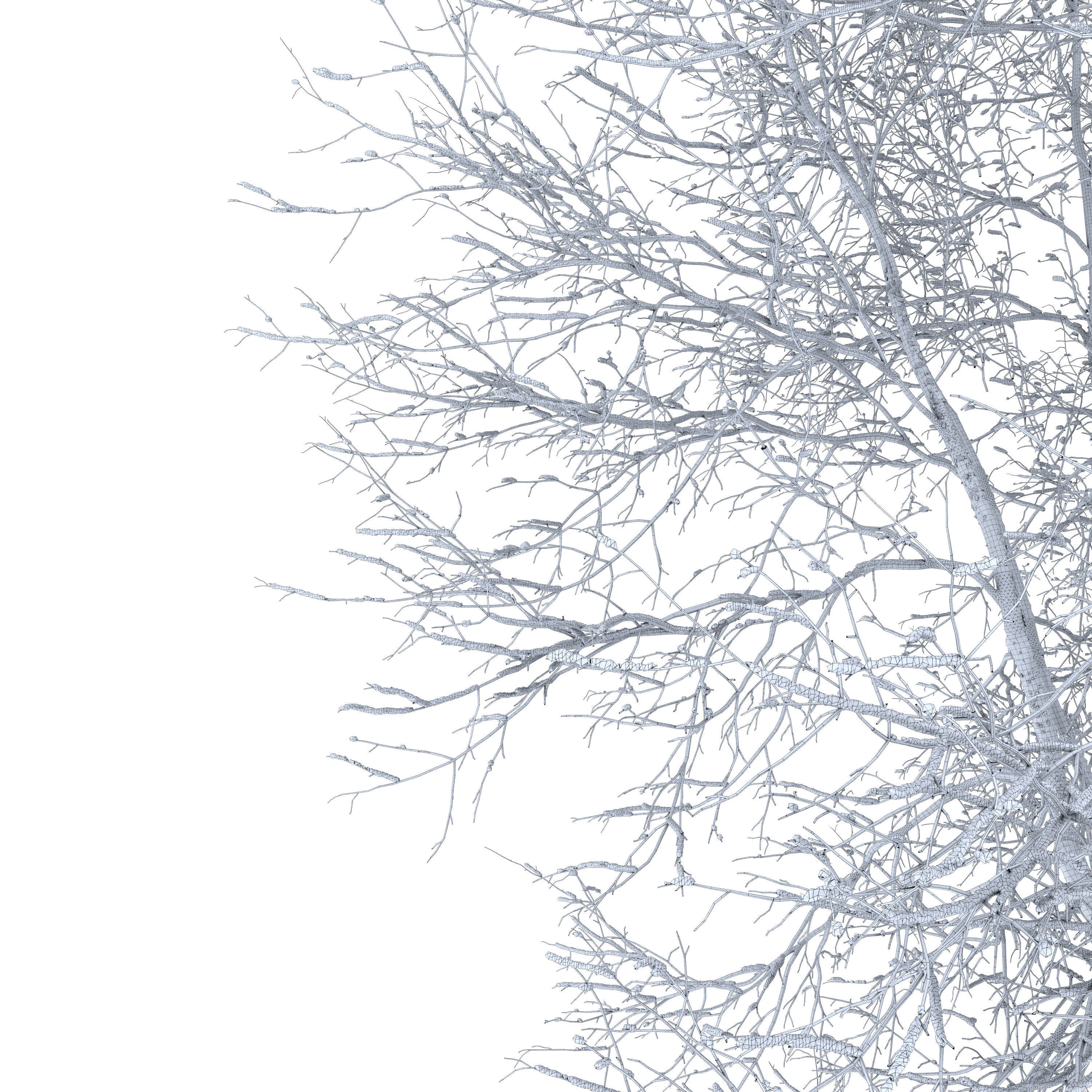 Winter Fraxinus mandshurica 3D model_4