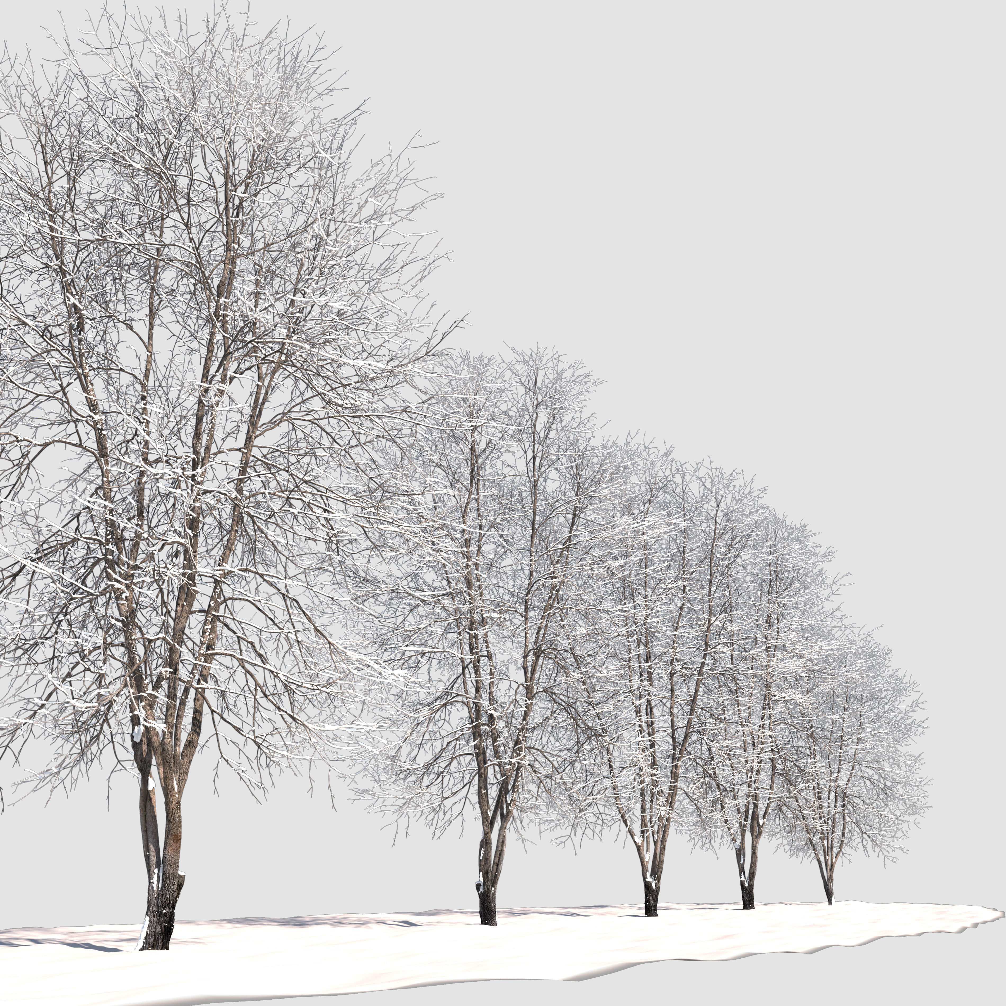 Winter Fraxinus mandshurica 3D model_1