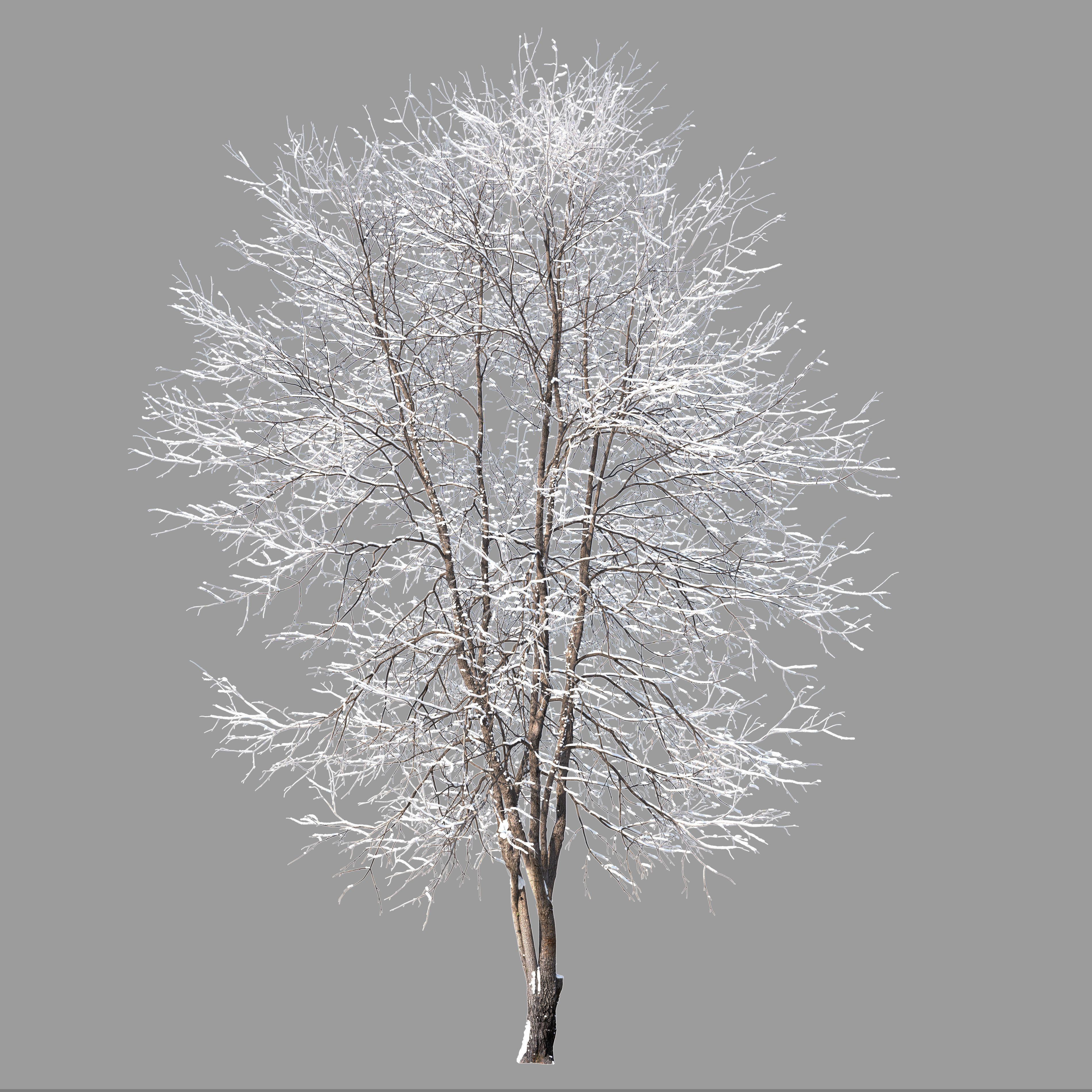 Winter Fraxinus mandshurica 3D model_3