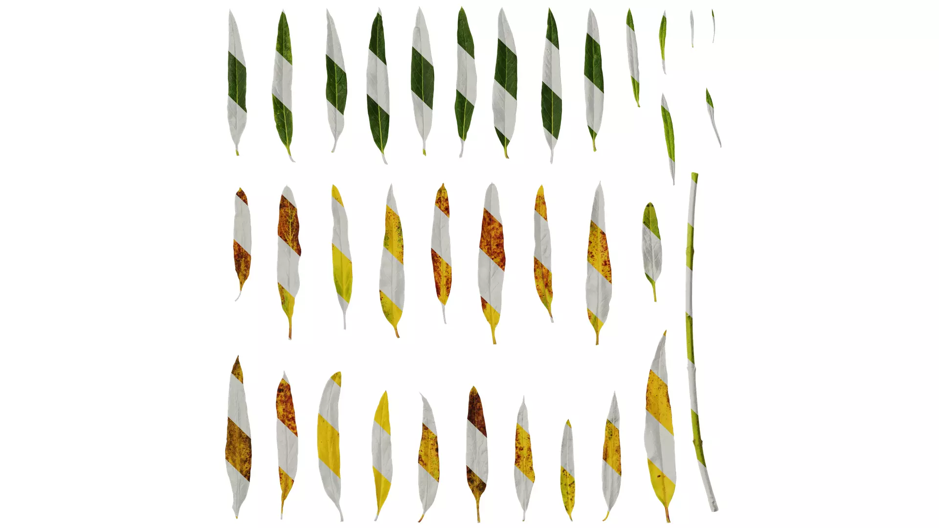 Anydrafts Gomphocarpus physocarpus Leaf 01 Texture_0