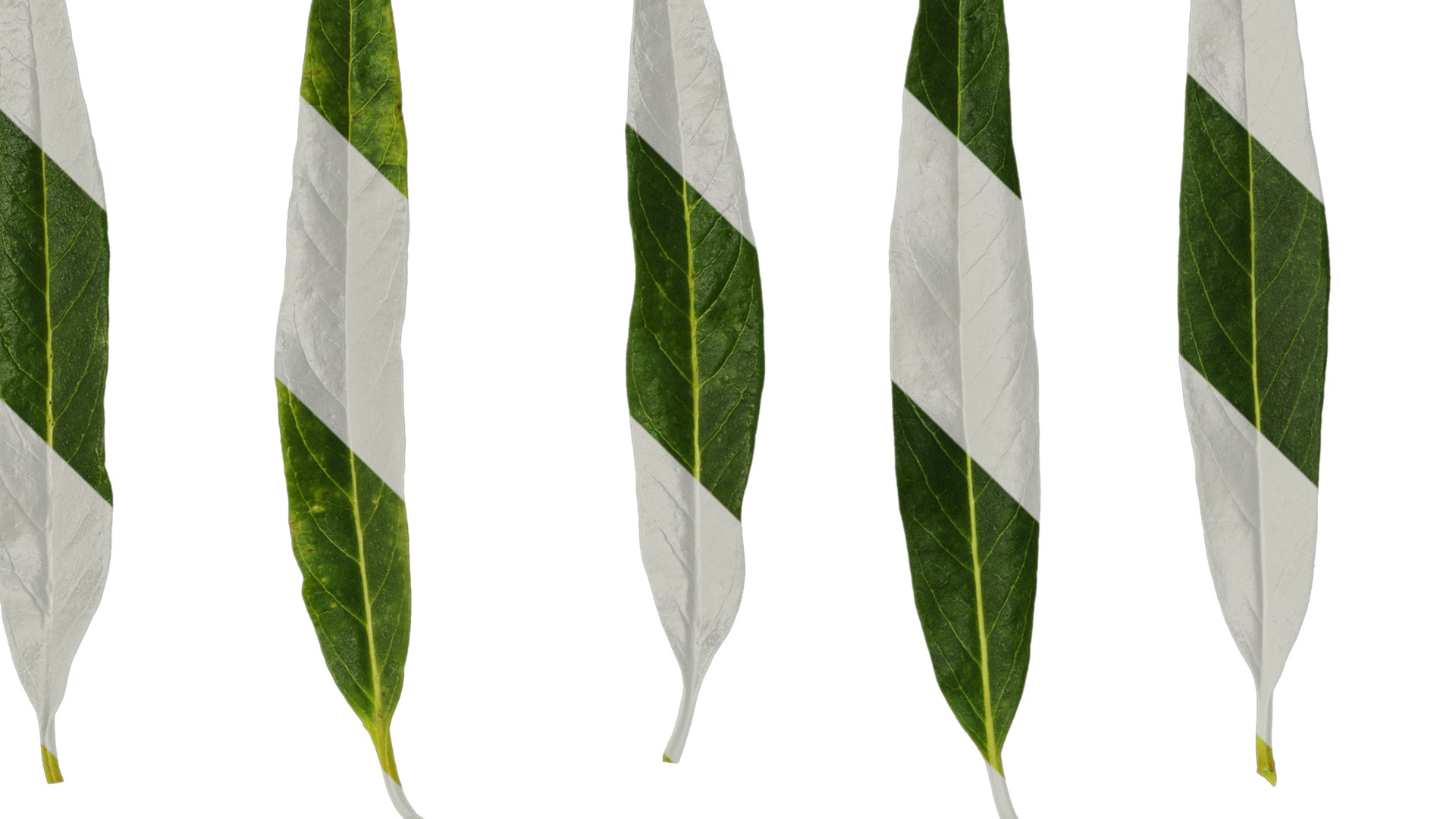 Anydrafts Gomphocarpus physocarpus Leaf 01 Texture_1